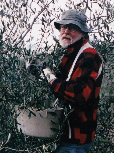 The late John Kramer, picking olives at DaVero's annual olive harvest, sometime in the early 2000s. 