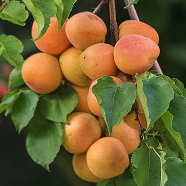The Royal Blenheim apricot is probably the most popular variety of apricot.