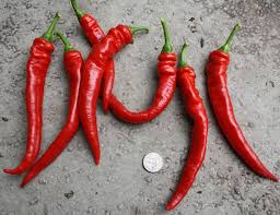 Jimmy Nardello Peppers are rich, sweet and mild.